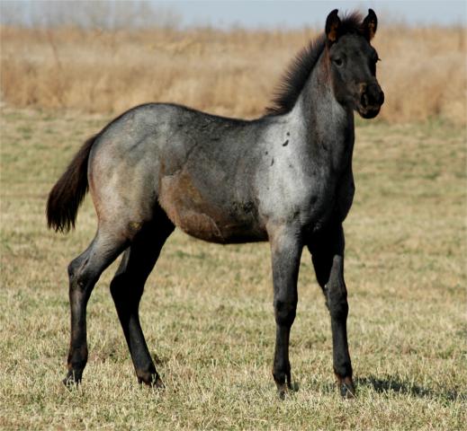 For Sale - Azuls Amigojr