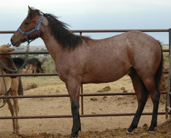 For Sale - Azuls Spanish Roanjr