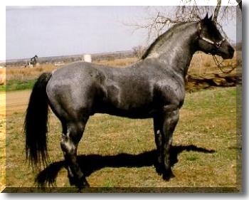 Passes color to 95% of his offspring...