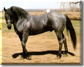 Azul Caballo Amigo